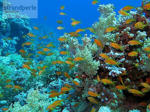 Juwelen-Fahnenbarsche (Pseudanthias squamipinnis)  Korallenriff  Ras Mohammed  Shark Reef  Sinai  Rotes Meer  Ägypten  Afrika