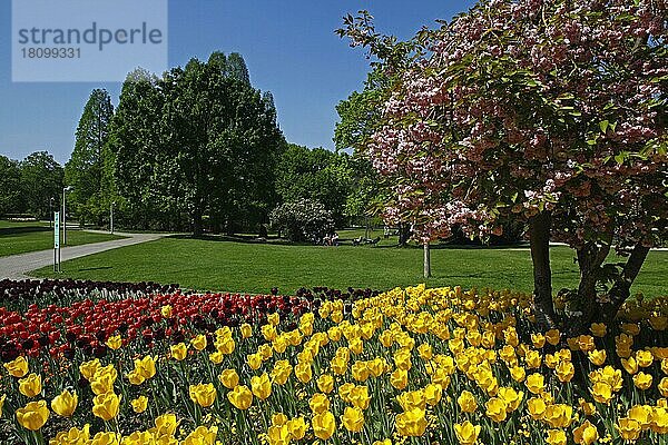 Tulpenblüte  Kirschblüte  Frühling  Luisenpark  Mannheim  Baden-Württemberg  Deutschland  Europa