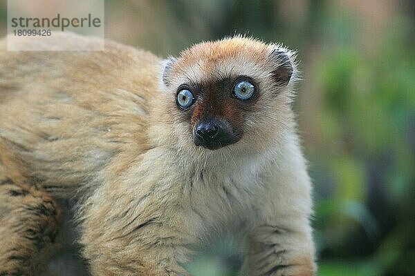 Blauäugiger Lemur (Eulemur macaco flavifrons)