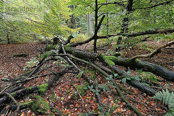 Alte umgestürzte Bäume  Totholz  Urwald Sababurg  Reinhardswald  Weserbergland  Hessen  Deutschland  Europa