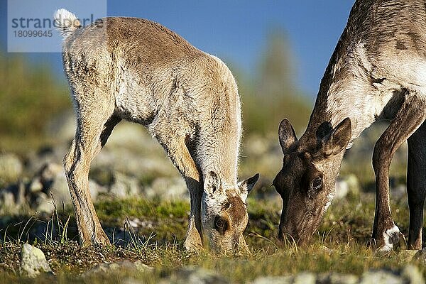 Karibus  Weibchen mit Jungtier  Mount Jacques Cartier  Gaspesie Nationalpark  Quebec (Rangifer tarandus caribou)  Kanada  Nordamerika