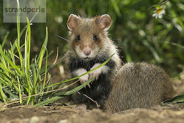 Feldhamster (Cricetus cricetus)  juvenil  zwei Jungtiere im Gras