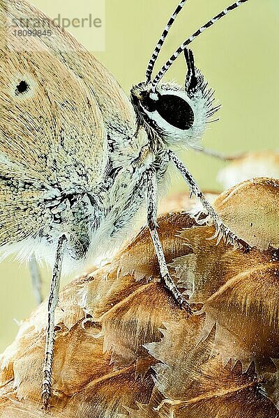 Eine Nahaufnahme eines Schmetterlings der Gattung Agrodiaetus  die kleine Details wie die Flügelschuppen zeigt