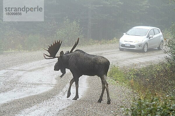 Elch (Alces alces)  Männchen in Brunft  überquert Straße vor Auto  Gaspesie Nationalpark  Quebec  Kanada  Nordamerika