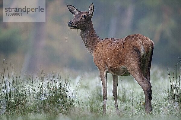 Rothirsch (Cervus elaphus)  weiblich  Altweibersommer