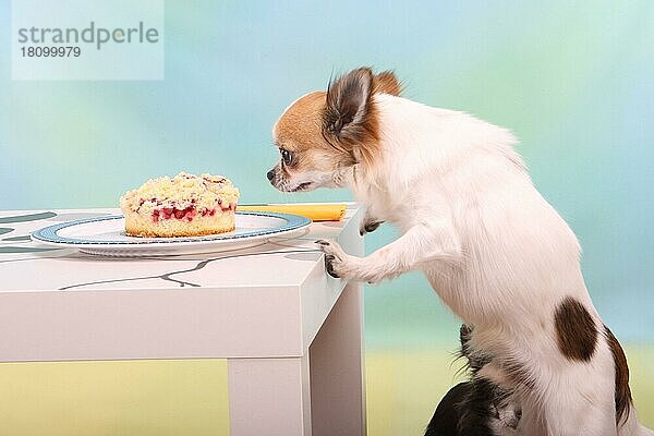 Chihuahua  langhaarig  klaut Kuchen von Teller auf Tisch  Unart  seitlich