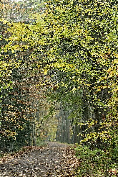 Füchteler Wald bei Gut Welpe  Vechta  Niedersachsen  Deutschland  Europa