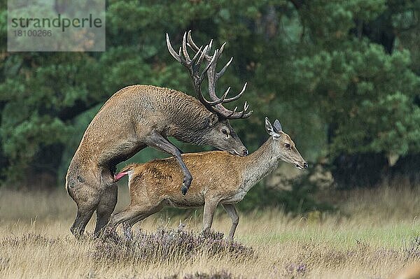 Rothirsch (Cervus elaphus)  Nationalpark Hooge Veluwe  Gelderland  Niederlande  Europa