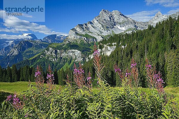 Ortstock und Tödi  Glarus  Schweiz  Tödi  Europa