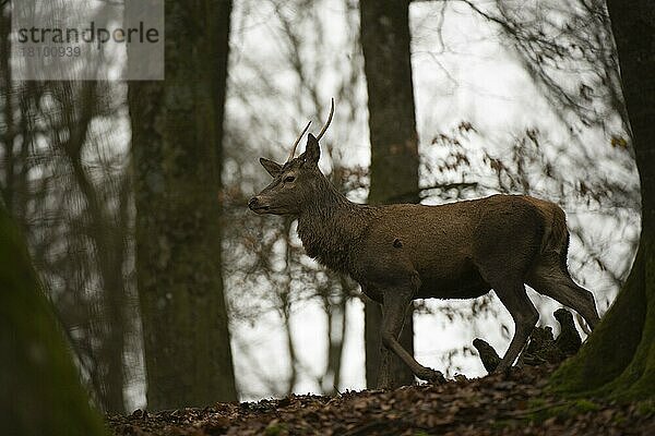 Rothirsch (Cervus elaphus)  Bitburg  Eifel  Rheinlad-Pfalz  Deutschland  Europa