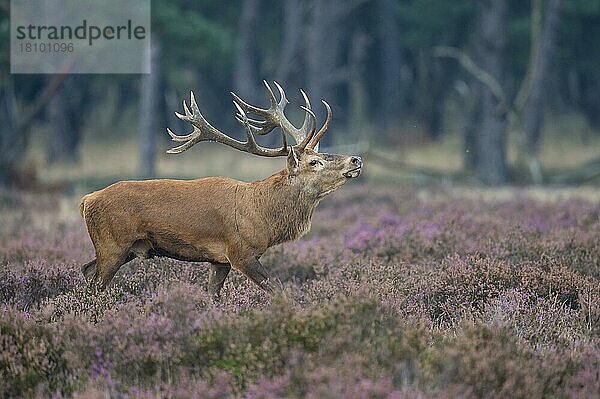 Rothirsch (Cervus elaphus)  Nationalpark Hooge Veluwe  Gelderland  Niederlande  Europa