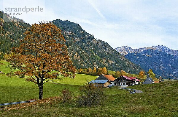 Herbst im Hintersteintal  Bad Hindelang  Allgäu  Bayern  Deutschland  Europa