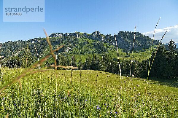 Piesenkopf bei Balderschwang  Hörnerdörfer  Allgäu  Bayern  Deutschland  Europa