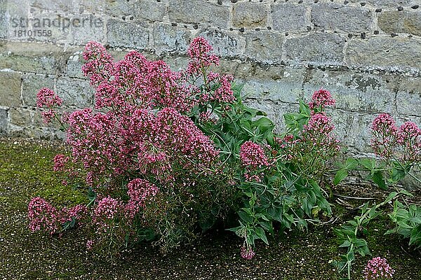 Rote Spornblume (Centranthus ruber) vor Mauer  England  Großbritannien  Europa