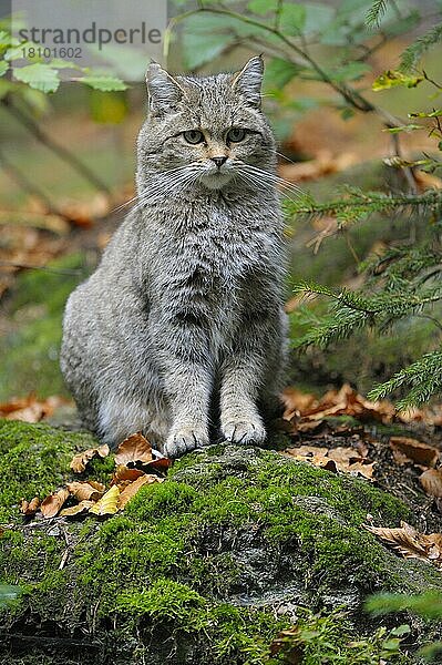 Europäische Wildkatze  adultes Tier  Oktober  captive  Tierfreigelände Nationalpark Bayerischer Wald  Bayern  Deutschland  Europa