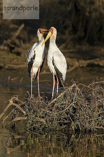 Afrikanische Nimmersatte (Mycteria ibis) Krüger Nationalpark  Südafrika