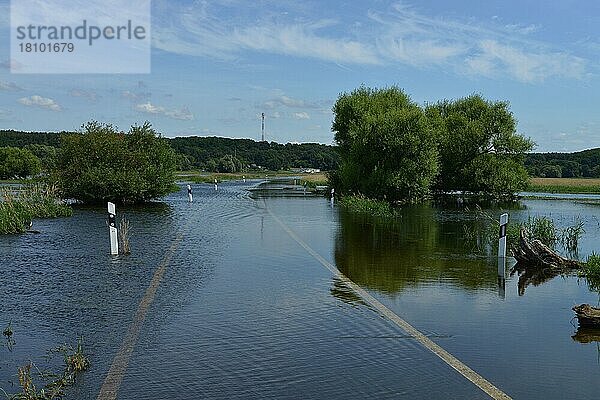 Hochwasser  Oder bei Güstebieser Loose  Brandenburg  Deutschland  Europa