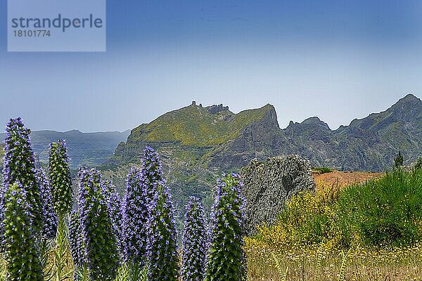 Echium candicans  Madeira-Natternkopf (Echium)  Zentralgebirge  Madeira  Portuga candicans  Madeira-Natternkopf  Zentralgebirge  Madeira  Portugal  Europa