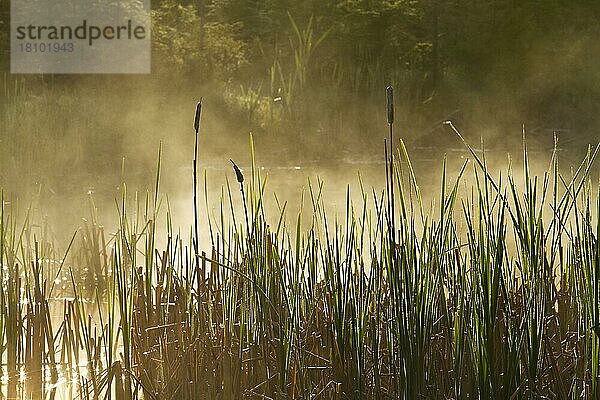 Morgennebel in Moor  Forillon Nationalpark  Quebec  Kanada  Nordamerika