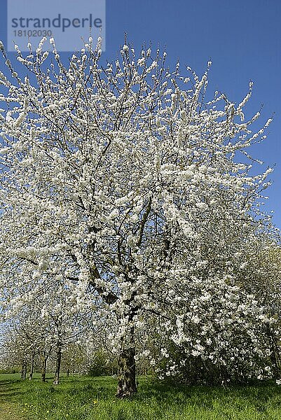 Kirsche  blühender Baum im Frühjahr  April  Oberhausen  Ruhrgebiet  Nordrhein-Westfalen  Deutschland  Europa