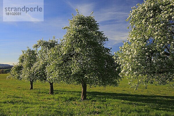 Birnbäume  Obstgarten  Obstwiese  Zürcher Oberland  Schweiz  Europa