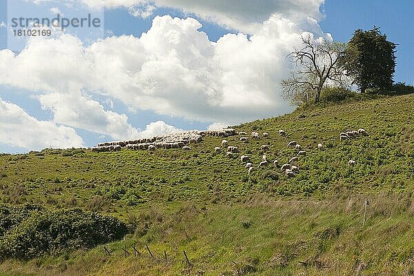 Schafherde  Toskana  Italien  Europa