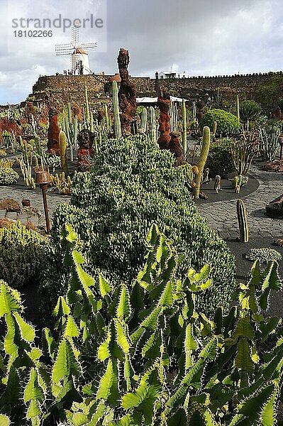 Kakteengarten 'Jardin de Cactus'  Stiftung  Fundacion Cesar Manrique  Tahiche  Fuerteventura  Kanarische Inseln  Spanien  Europa
