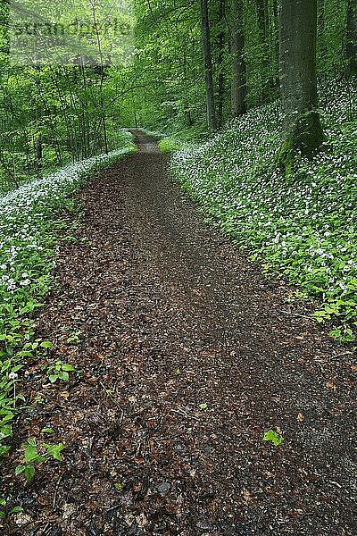 Laubwald mit blühendem Bärlauch (Allium ursinum) im Frühling  Schweiz  Europa