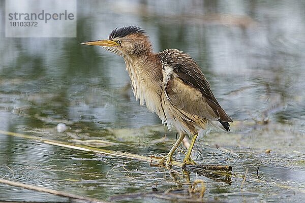 Zwergdommel (Ixobrychus minutus)  weiblich  Kerkinisee  Griechenland  Europa