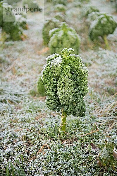 Grünkohl im Bioanbau (Brassica oleracea var. sabellica)  Velbert  Nordrhein-Westfalen  Deutschland  Europa