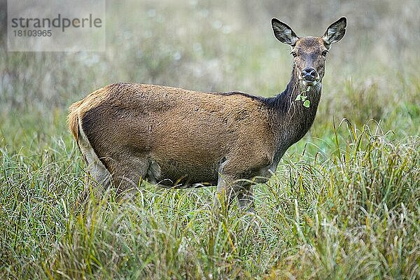 Rothirsche (Cervus elaphus)  Weibchen  Dänemark  Europa