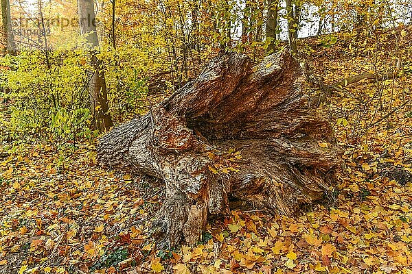 Baumstumpf  Herbstlicher Wald  Grunewald  Berlin  Deutschland  Europa