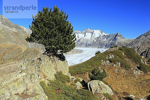 Großer Aletschgletscher und Wannenhörner  Arve  Zirbelkiefer  Wallis  Schweiz  Europa