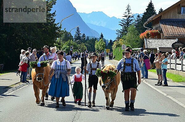 Brauchtum  Tradition  Kuh  geschmückt  Almabtrieb  Bayern  Oberbayern  Isartal  Deutschland  Europa