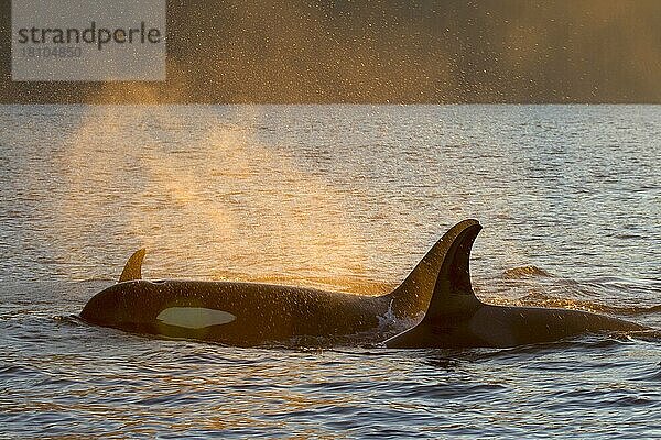 Orcas (Orcinus orca)  Johnstone Strait  British Columbia  Killerwal  Kanada  Nordamerika