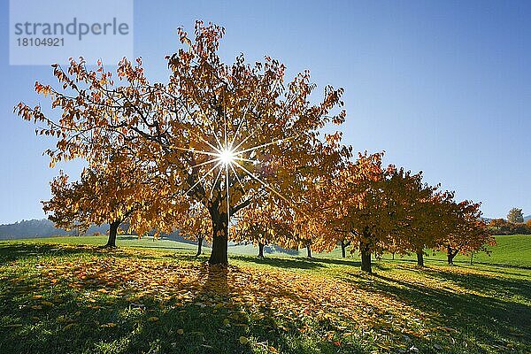 Kirschbäume im Herbst (Prunus avium)  Schweiz  Europa