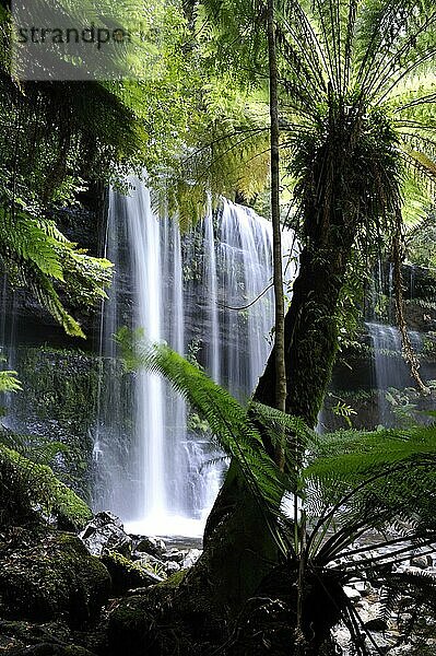 Russel Falls  Mt. Field Nationalpark  Tasmanien  Baumfarne  Australien  Ozeanien