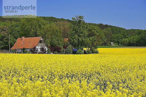 Rapsfeld  Lienen  Niedersachsen  Deutschland  Europa