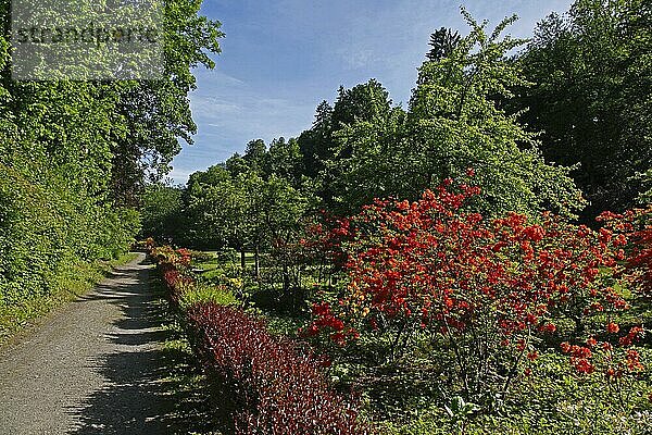 Blühende Rhododendren und Azaleen  Schlosspark von Schloss Berleburg  Bad Berleburg  Ldkrs. Siegen-Wittgenstein  Nordrhein-Westfalen  Deutschland  Europa