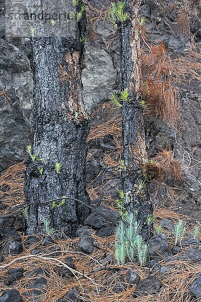 Kanarische Kiefer (Pinus canariensis) nach Waldbrand  La Palma  Spanien  Europa