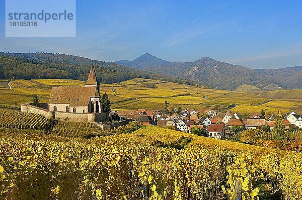 Herbstlich Weinberge rund um die Kirche von Hunawihr  Elsass  Frankreich  Europa