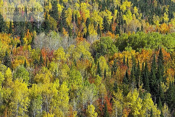 Herbstlicher Mischwald  Gaspesie Nationalpark  Kanada  Nordamerika