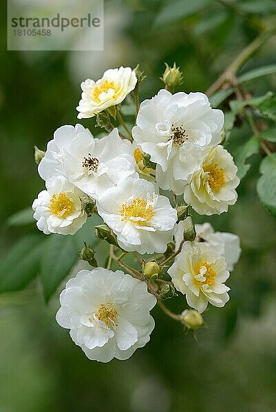 Rambler Rose  Sorte Rambling Rector  Hill 1912 (Rosa multiflora- Hybr.)