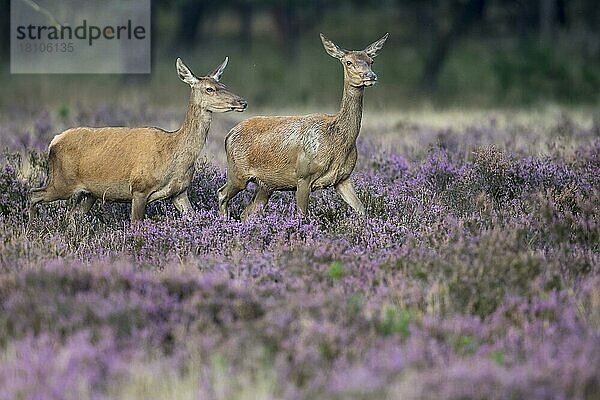 Rothirsche (Cervus elaphus)  weiblich  Nationalpark Hoge Veluwe  Provinz Gelderland  Niederlande  Europa