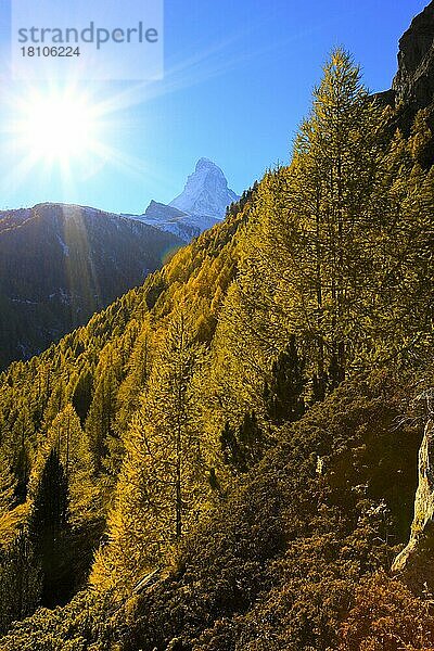 Lärchenwald (Larix europaea)  Europäische Lärche  Matterhorn  Wallis  Schweiz  Europa