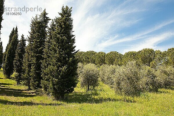 Zypressen (Cupressus sempervirens)  Olivenbäume (Olea europaea)  Toscana  Toskana  Europa  Italien  Europa