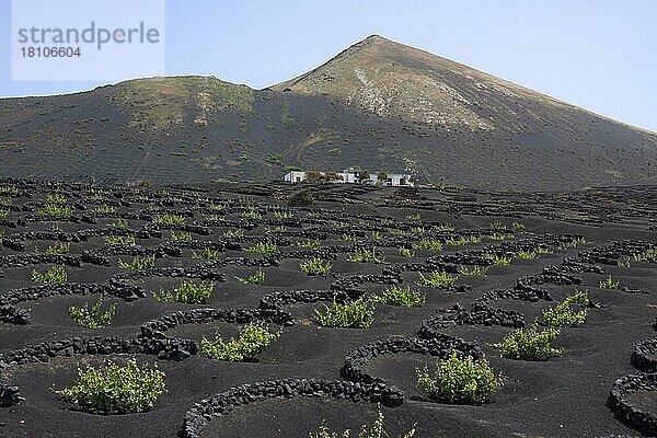 Weinberg  Lanzarote  Kanarische Inseln  Spanien  Europa