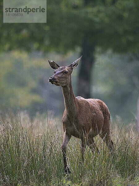 Rothirsch (Cervus elaphus)  weiblich