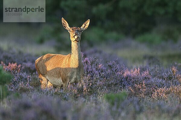 Rothirsch (Cervus elaphus)  Weibchen  Nationalpark Hoge Veluwe  Provinz Gelderland  Niederlande  Europa