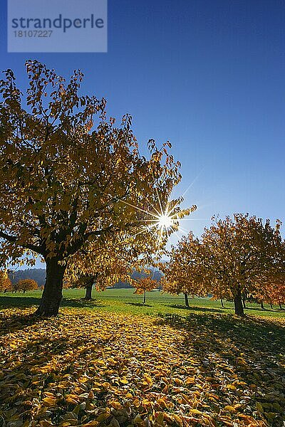 Kirschbäume im Herbst (Prunus avium)  Schweiz  Europa